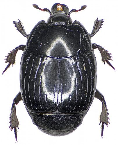 Margarinotus ignobilis
